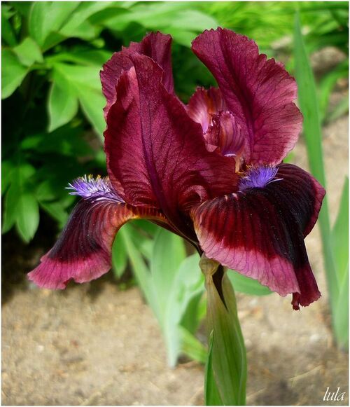 Iris