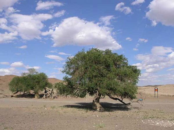 Saxaoul dans le desert de Gobi