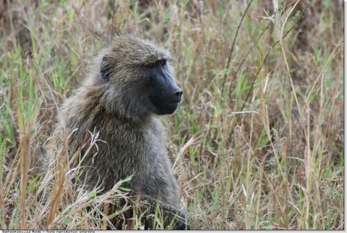  Documentary on Africa's Monkey Eating Lions