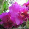 Rhyncholaeliocattleya - Mac Holmes - Salle des orchidées  - Botanic Garden des US - WDC