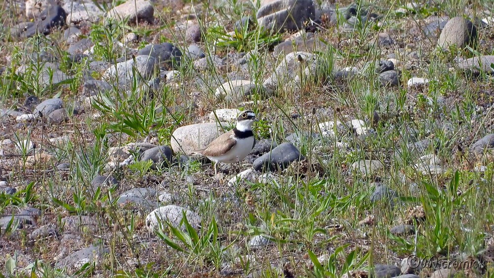 Le "Petit Gravelot " (Charadrius dubius)