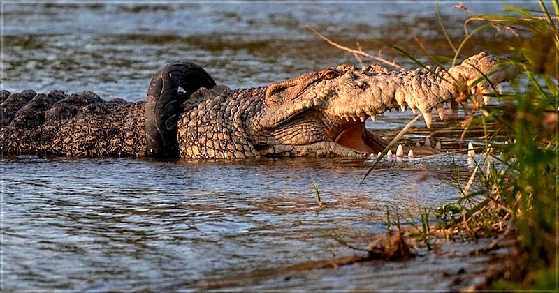 Crocodile libéré de son pneu de moto