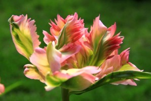 Tulipes Greenwave