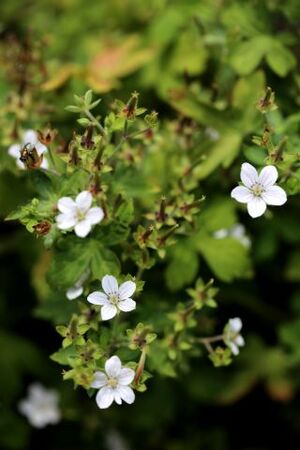 Bourse aux plantes