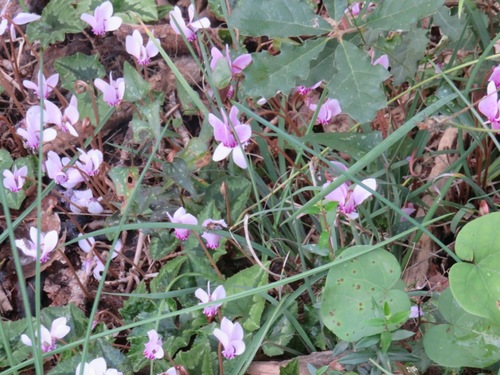 Fleurs de Grèce