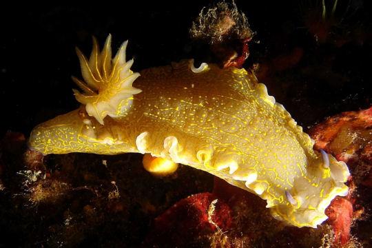 Nudibranches hermaphrodites