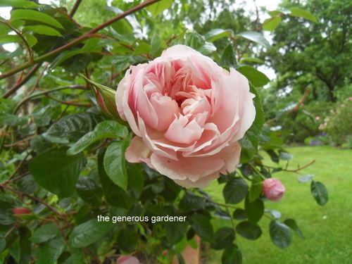 les roses du jardin 