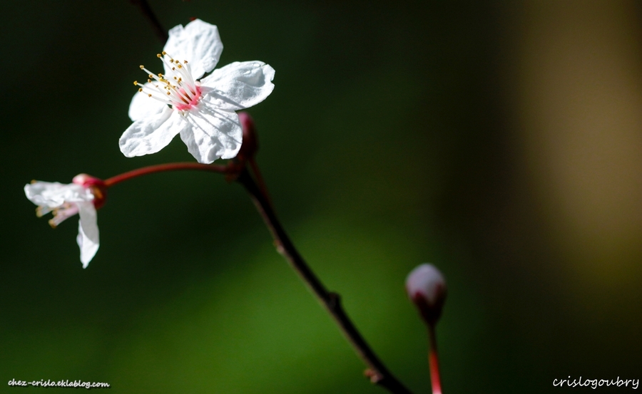 Quand le printemps revient (2)