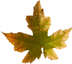 Tubes feuilles