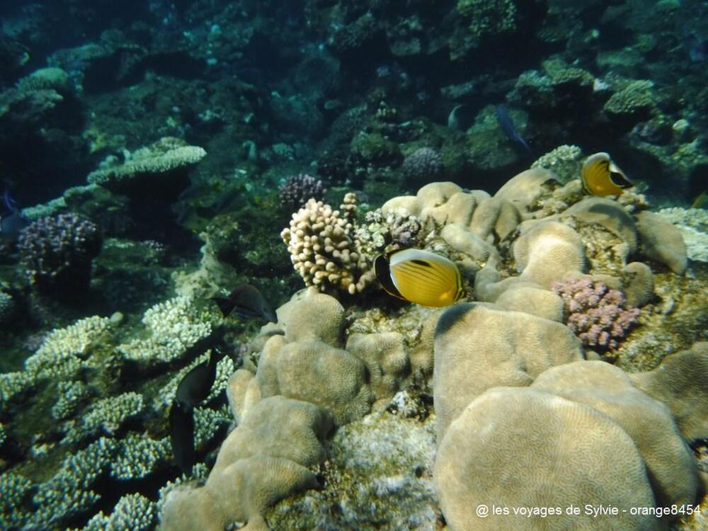 égypte - marsa alam juillet 2019