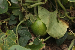 Calebasse et autres plantes qui accompagnent la milpa traditionnelle (Photo : Prometeo Lucero) Calebasse et autres plantes qui accompagnent la milpa traditionnelle (Photo : Prometeo Lucero)
