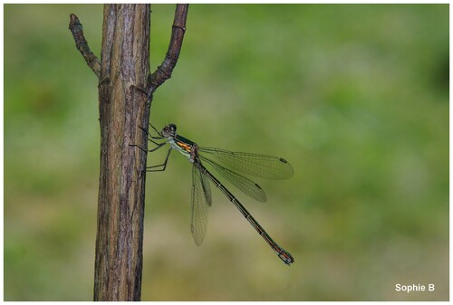 Libellules et demoiselles .