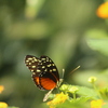 Papillon, Hunawihr