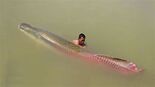 Arapaima. L'Arapaima gigas est le plus gros poisson d'eau ...