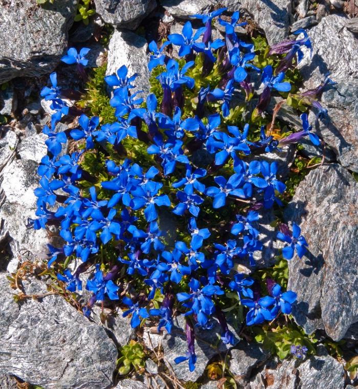 Des fleurs qui feront de votre jardin un paradis bleu