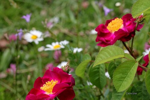 Roses et compagnie