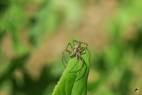 Philodromus buxi 