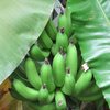 Régime de bananes  - Botanic Garden des US - WDC