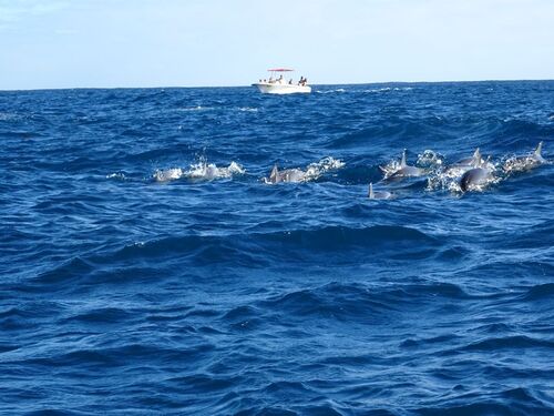 Excursion dauphins et île aux Bénitiers 