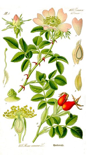 Églantier Rosa canina (planche).jpg