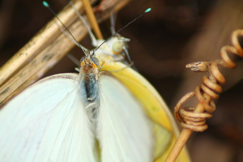 Papillon Guadeloupe à Tival-location