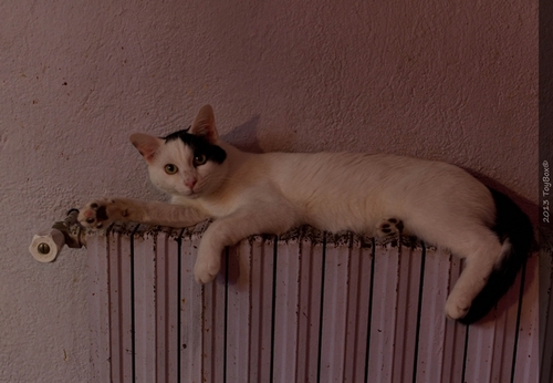 Refuge des chats de Lagoubran