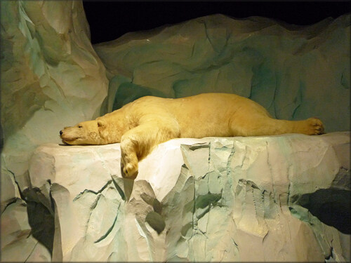 Photos de l'ours polaire - Océanopolis Brest