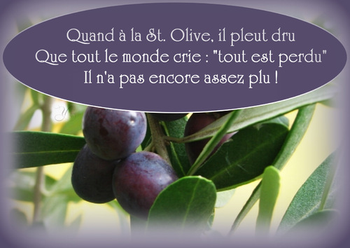 Ste Olive