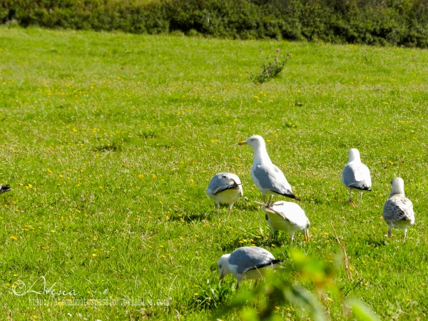 Champs de mouettes