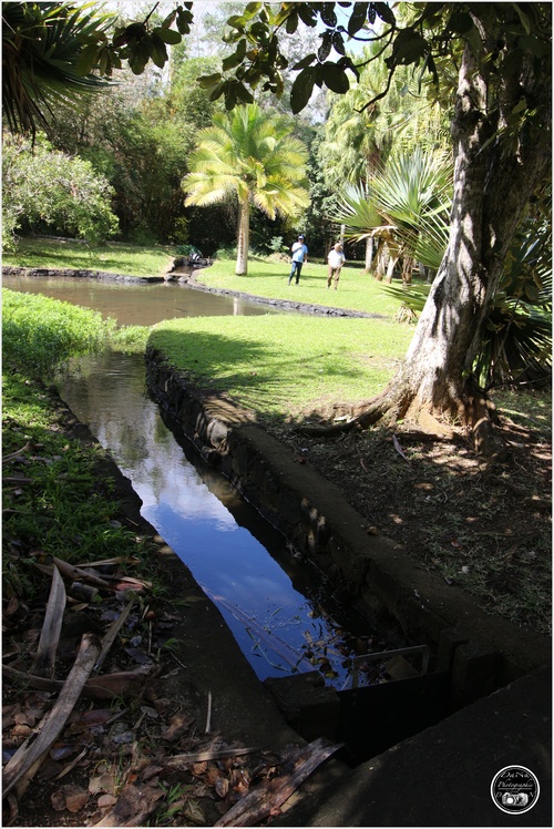 Le jardin botanique de Pamplemousse