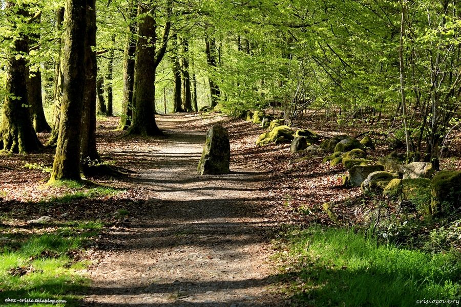 Ballade en sous bois