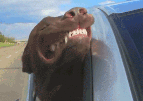 gkfZgvjllHAPuh4zEsP1lN5VITo.gif