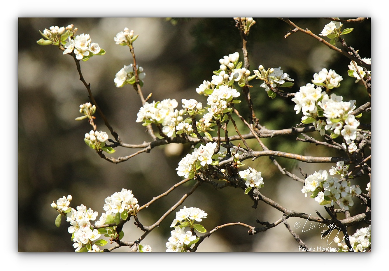 05 04 2022 - Poirier