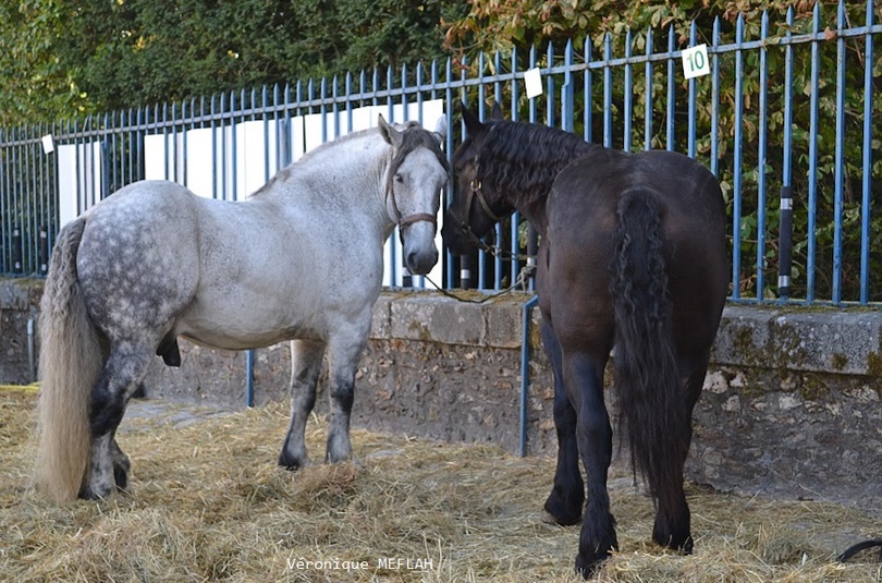 Rambouillet : La Saint Lubin - les 15ème Comices agricoles : Chevaux de traits