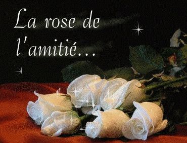 RÃ©sultat de recherche d'images pour "rose d'amitiÃ©"