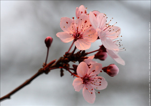 One stroke cerisier du Japon