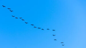 season birds migration flying blue sky 