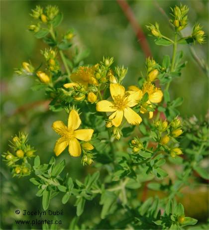 Photo de Millepertuis perforé - Hypericum perforatum