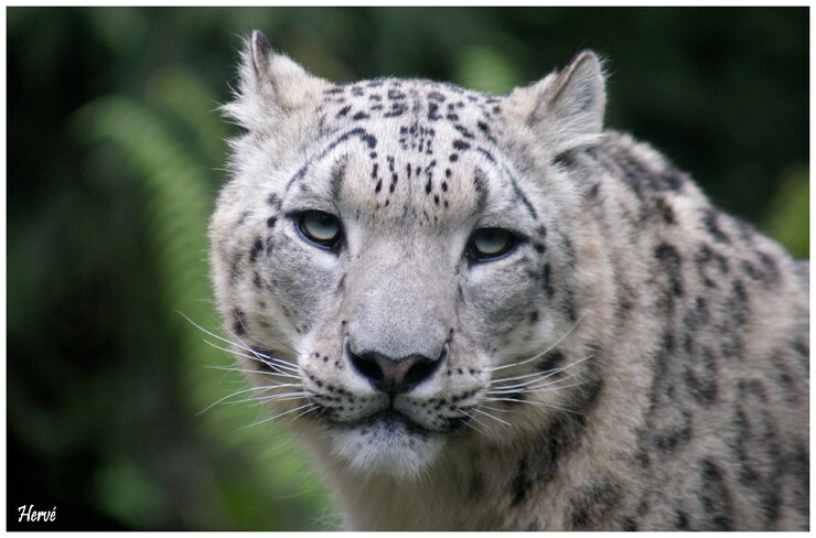 Le léopard des neiges
