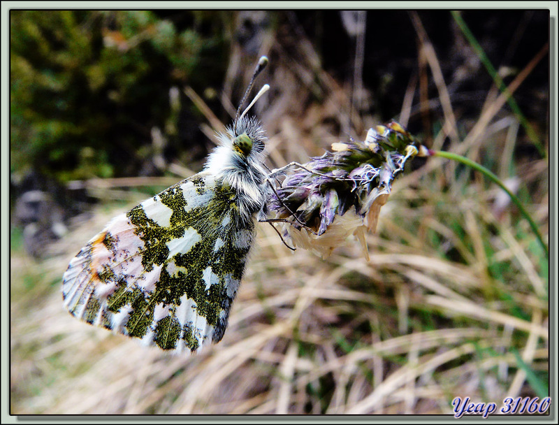 Papillon Aurore (Anthocharis cardamines) - Saint-Martin-en-Vercors - 38