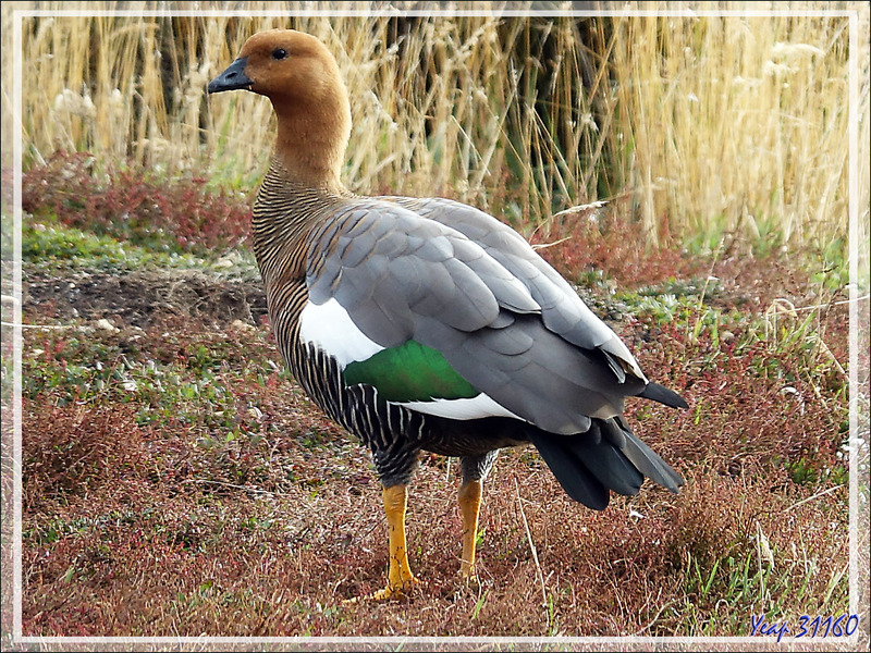 Ouette de Magellan, Upland Goose, Cauquén Común (Chloephaga picta picta) : Madame et Monsieur - New Island - Falkland (Malvinas, Malouines) - Grande-Bretagne