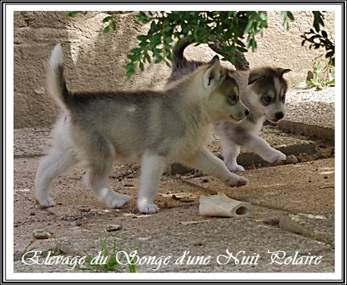 Portée Husky Elouka