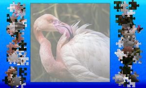 Jouer à WEG Flamingo puzzle 2