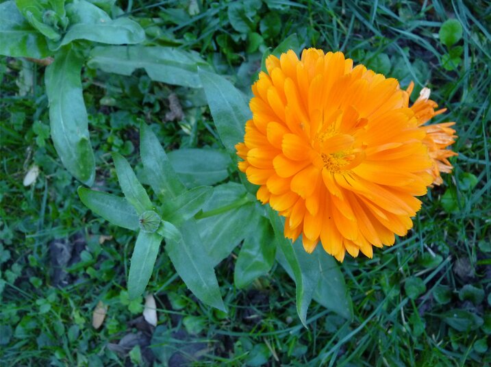 Soucis toujours fleuris en décembre 