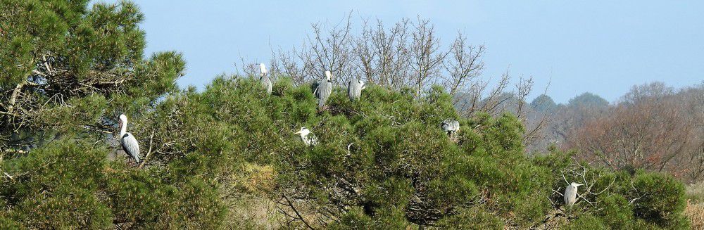 Les hérons au Domaine de Certes...