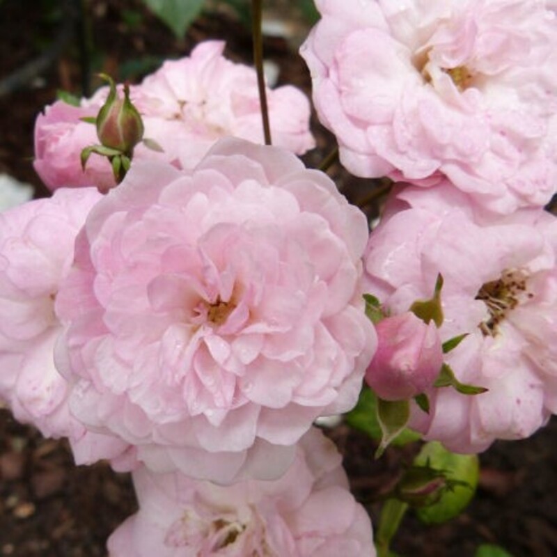 rosier-eileen-low---fleurs-groupees---mai-2014.jpg