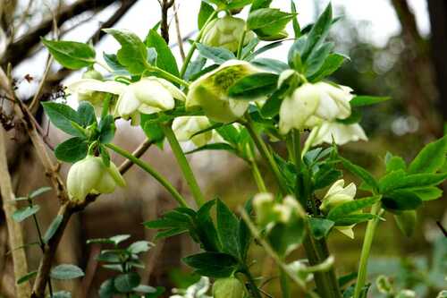 Certaines belles se cachent pour fleurir