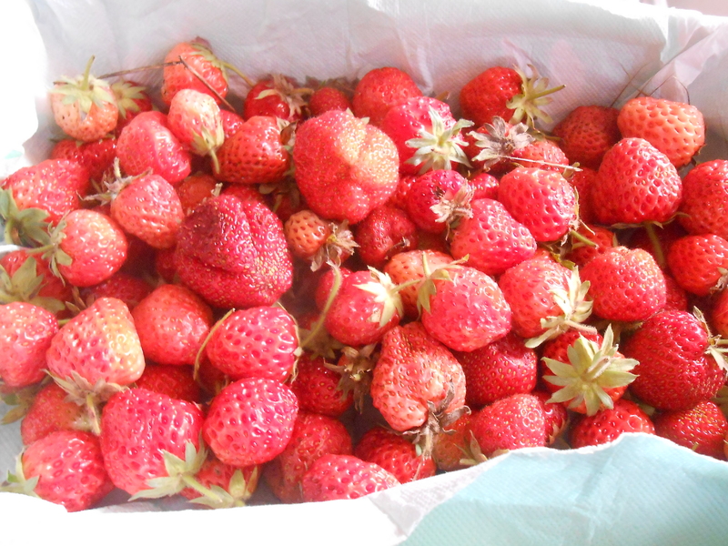 fraises au jardin et cerises au squere colluche