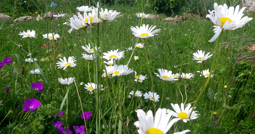 MON JARDIN N'EST PLUS