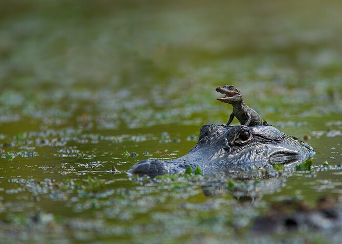 Maman Crocodile Et Son Bébé